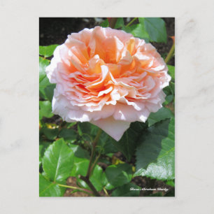 Rosa Abraham Darby［Briefkaart ］ Briefkaart