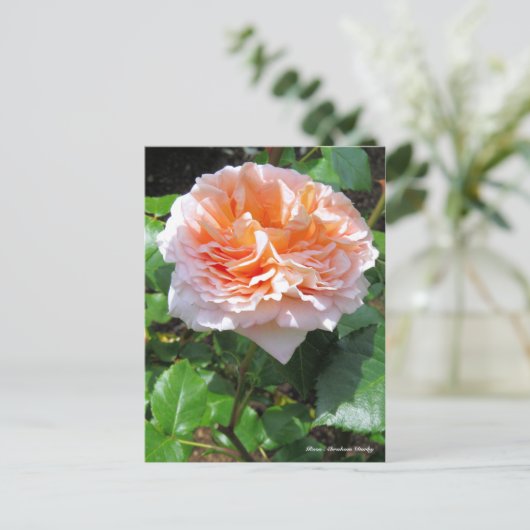 Rosa Abraham Darby［Briefkaart ］ Briefkaart (Staand voorkant)