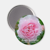 Rosa Ajourée Magneet (Voorkant / Achterkant)