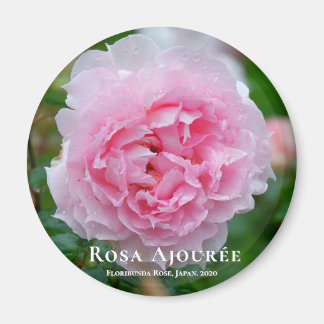 Rosa Ajourée Magneet