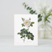 Rosa alba flore plena briefkaart (Staand voorkant)