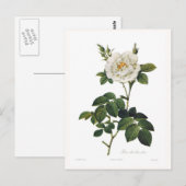 Rosa alba flore plena briefkaart (Voorkant / Achterkant)
