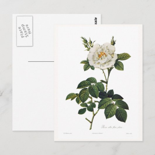Rosa alba flore plena briefkaart (Voorkant / Achterkant)