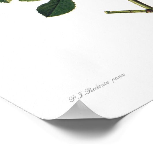 Rosa alba flore plena poster (Hoek)