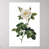 Rosa alba flore plena poster (Voorkant)