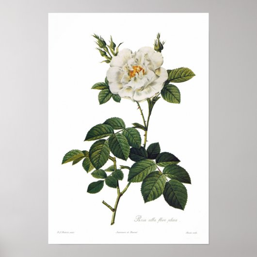 Rosa alba flore plena poster (Voorkant)