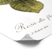 Rosa alba foliacea poster (Hoek)
