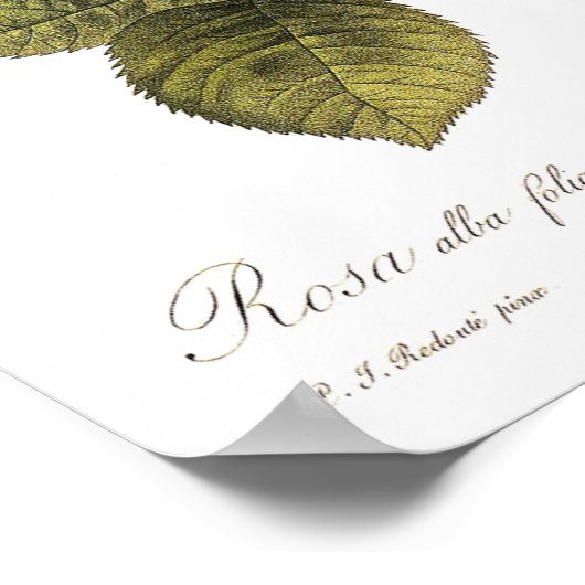 Rosa alba foliacea poster (Hoek)