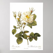 Rosa alba foliacea poster (Voorkant)