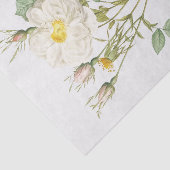 Rosa alba foliacea tissuepapier (Detail)