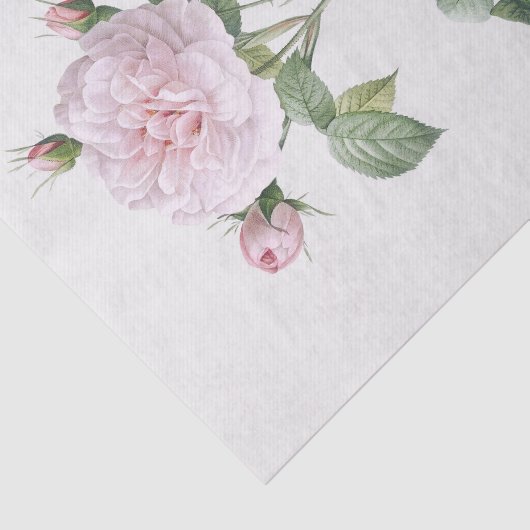 Rosa alba regalis tissuepapier (Detail)