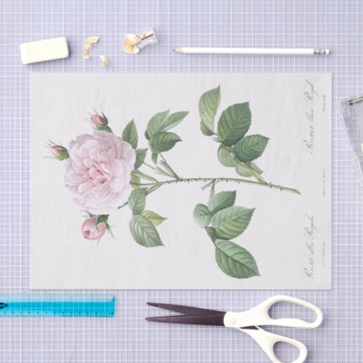 Rosa alba regalis tissuepapier (Craft)