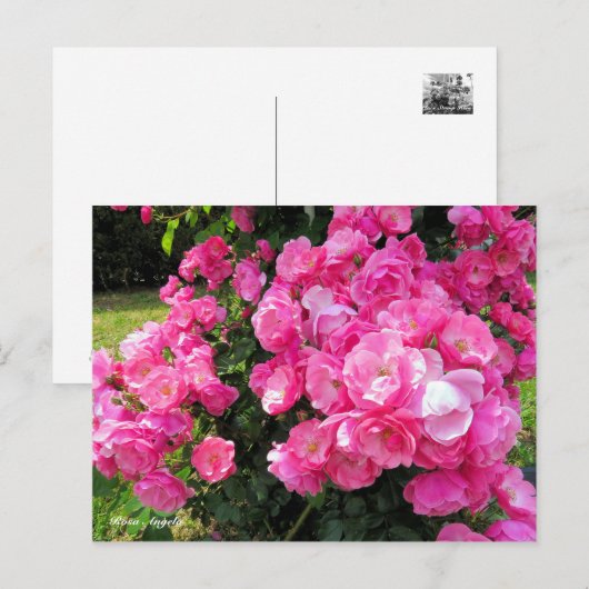 Rosa Angela［Postcard］ Briefkaart (Voorkant / Achterkant)
