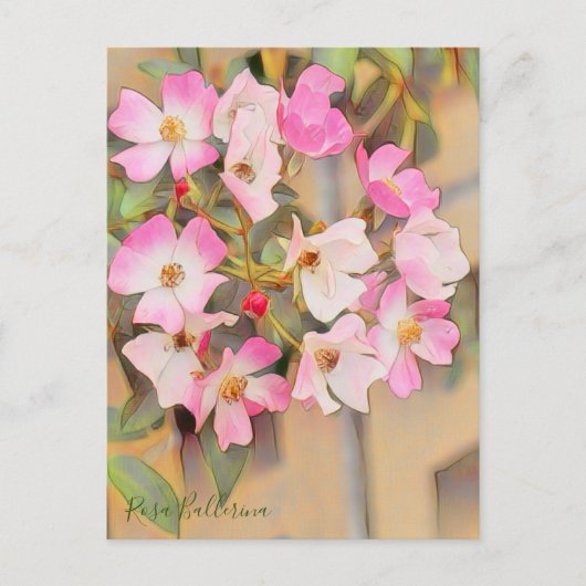 Rosa Ballerina [Postcard] Briefkaart (Voorkant)