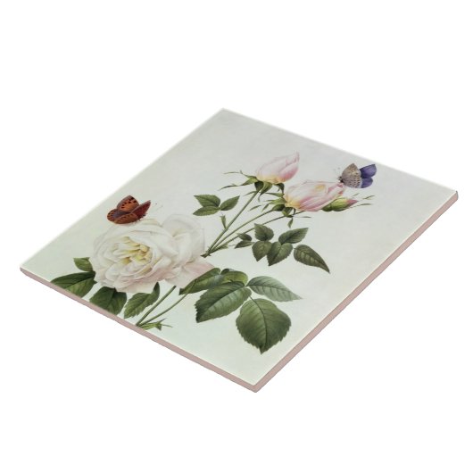 Rosa: Bengaals de Hymenes uit de Rozen van Les Tegeltje (Zijkant)