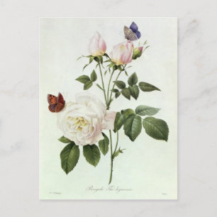 Rosa: Bengale de Hymenes Briefkaart
