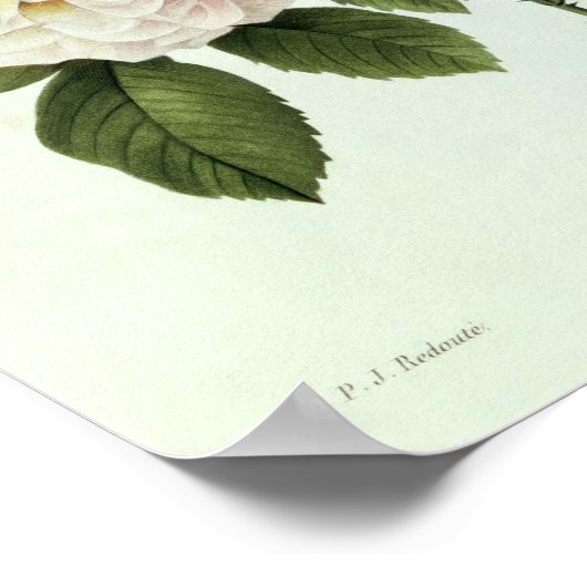 Rosa: Bengale de Hymenes Poster (Hoek)