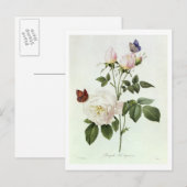 Rosa: Bengale de Hymenes uit 'Les Rozen' Briefkaart (Voorkant / Achterkant)