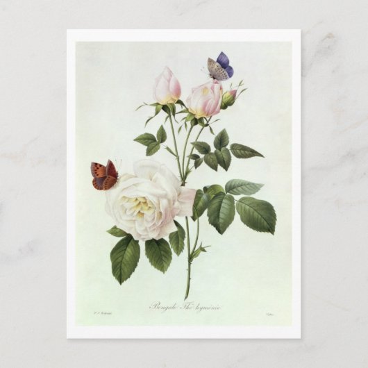 Rosa: Bengale de Hymenes uit 'Les Rozen' Briefkaart (Voorkant)