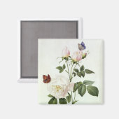 Rosa: Bengale de Hymenes uit 'Les Rozen' Magneet (Voorkant / Achterkant)