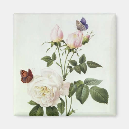 Rosa: Bengale de Hymenes uit 'Les Rozen' Magneet (Voorkant)