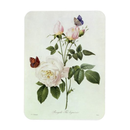 Rosa: Bengale de Hymenes uit 'Les Rozen' Magneet (Verticaal)