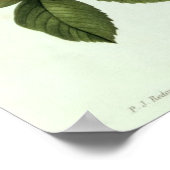 Rosa: Bengale de Hymenes uit 'Les Rozen' Poster (Hoek)