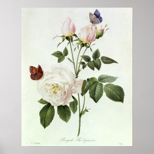Rosa: Bengale de Hymenes uit 'Les Rozen' Poster (Voorkant)