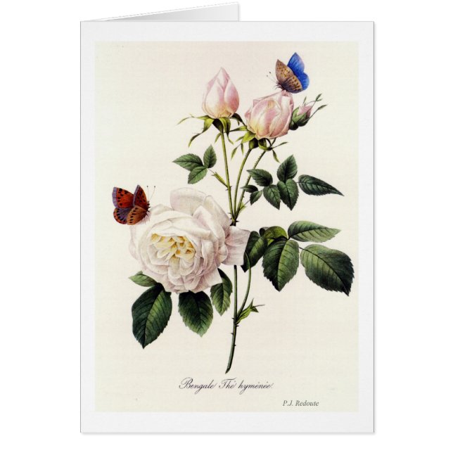 Rosa Bengale - Pierre Joseph Redouté. (Voorkant)