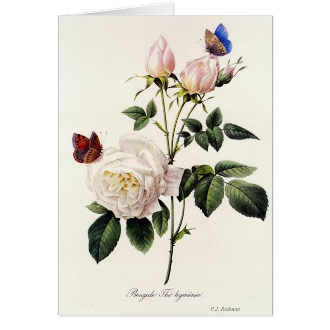 Rosa Bengale - Pierre Joseph Redouté. (Voorkant)