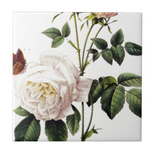 Rosa Bengale - Pierre Joseph Redouté. Tegeltje