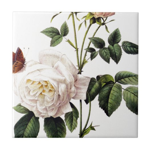 Rosa Bengale - Pierre Joseph Redouté. Tegeltje (Voorkant)