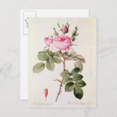 Rosa Bifera Officinalis uit de Les-Rozen Briefkaart (Voorkant / Achterkant)