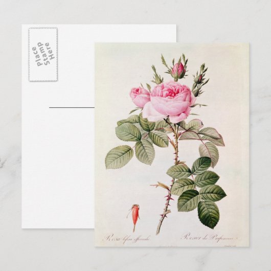 Rosa Bifera Officinalis uit de Les-Rozen Briefkaart (Voorkant / Achterkant)