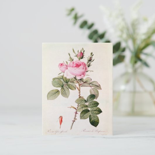 Rosa Bifera Officinalis uit de Les-Rozen Briefkaart (Staand voorkant)