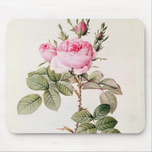 Rosa Bifera Officinalis uit de Les-Rozen Muismat