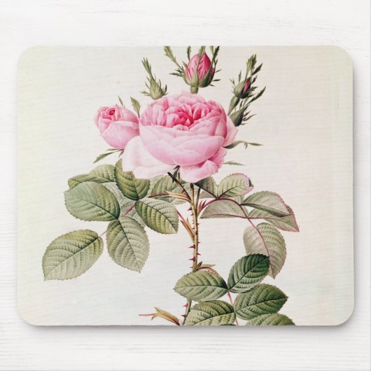 Rosa Bifera Officinalis uit de Les-Rozen Muismat (Voorkant)