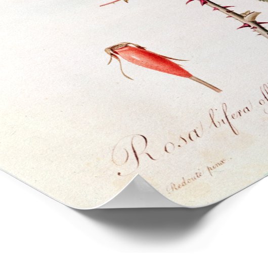 Rosa Bifera Officinalis uit de Les-Rozen Poster (Hoek)