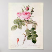 Rosa Bifera Officinalis uit de Les-Rozen Poster (Voorkant)