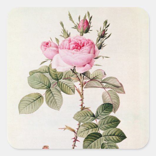 Rosa Bifera Officinalis uit de Les-Rozen Vierkante Sticker (Voorkant)