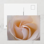 Rosa blanca briefkaart (Voorkant / Achterkant)