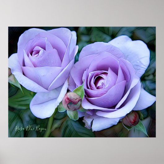 Rosa Blue Bajou [Archive Heavy Weight Paper] Poster (Voorkant)