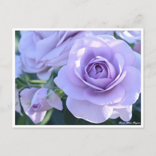 Rosa Blue Bajou Briefkaart (Voorkant)