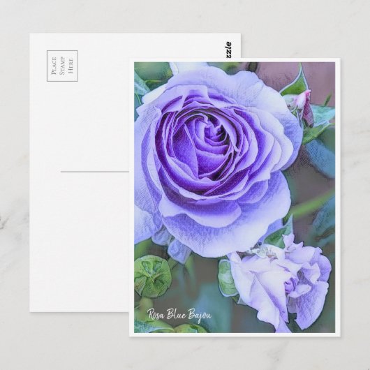 Rosa Blue Bajou Briefkaart (Voorkant / Achterkant)