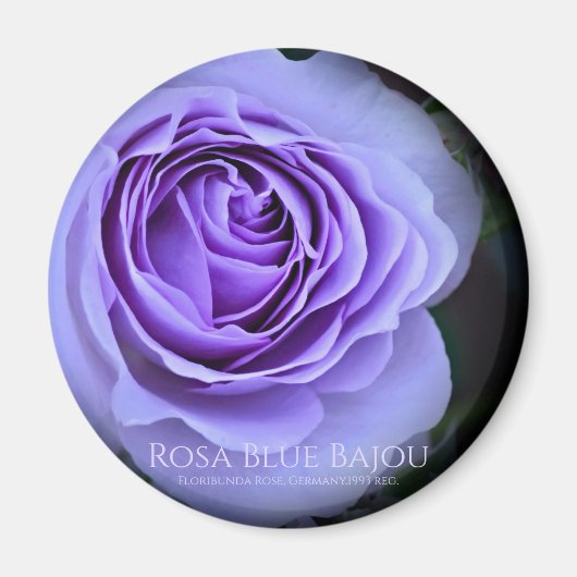 Rosa Blue Bajou Magneet (Voorkant)