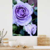 Rosa Blue Bajou Poster (Keuken)