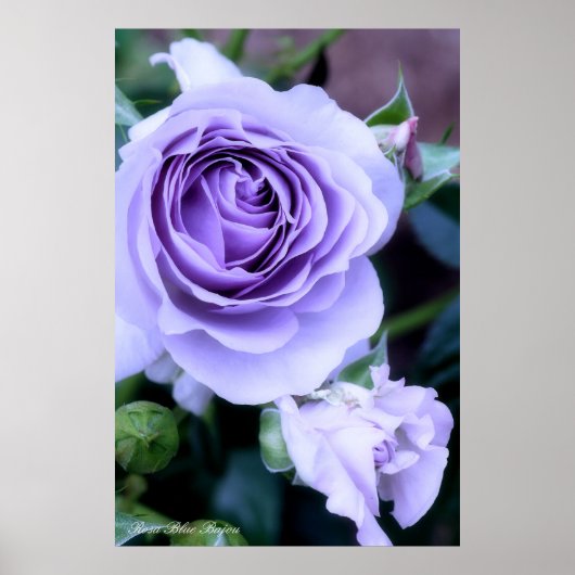 Rosa Blue Bajou Poster (Voorkant)