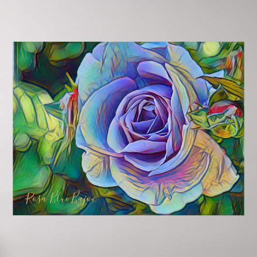 Rosa Blue Bajou (Value Poster Paper) (Voorkant)