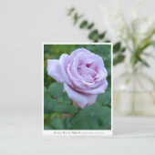 Rosa Blue Moon Briefkaart (Staand voorkant)