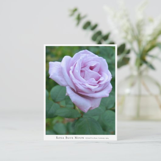 Rosa Blue Moon Briefkaart (Staand voorkant)